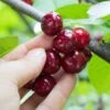 Combination Cherry Tree (5 Varieties) 2 Combination Cherry Tree (5 Varieties) -Garden Supplies Sales 2024 shutterstock 105168959 5d084631 6e6c 4241 80ba 5afb92f1e4f1 1