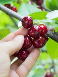 Combination Cherry Tree (3 Varieties)