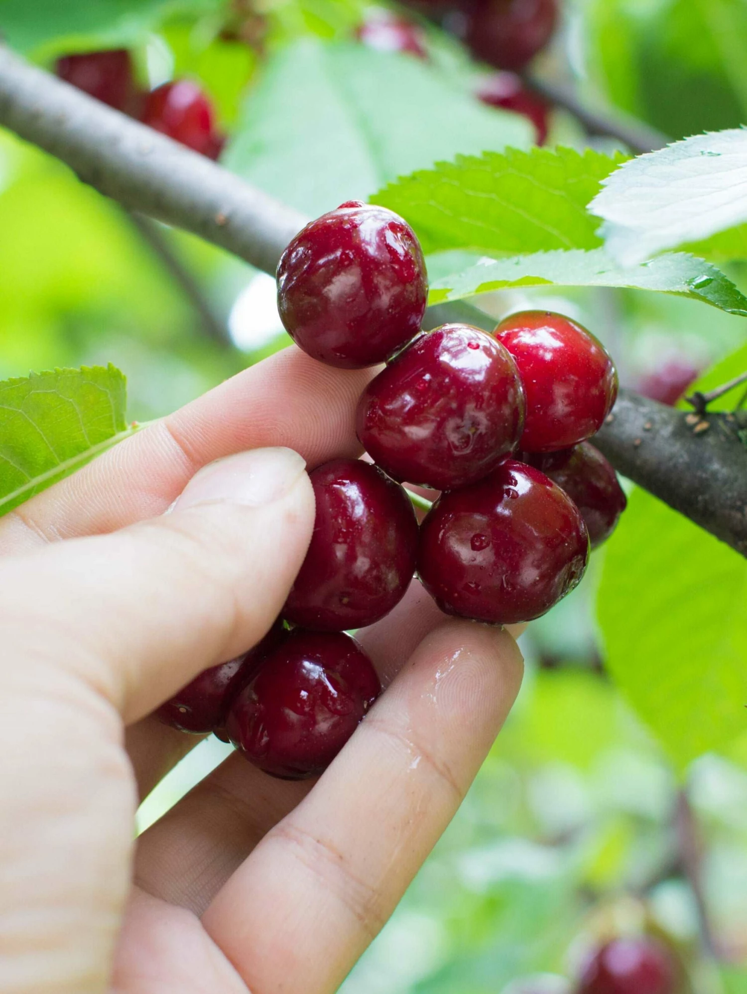 Combination Cherry Tree (3 Varieties) 3 Combination Cherry Tree (3 Varieties)