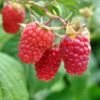Heritage Raspberry Bundle (5 Plants) -Garden Supplies Sales 2024 shutterstock 106618970 1 6f035060 35c3 4a81 be93 9f932e425945