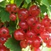 Gloire De Sablons Pink Currant -Garden Supplies Sales 2024 shutterstock 1130805380 1