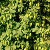 Willamette Hops -Garden Supplies Sales 2024 shutterstock 113807377 1