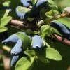 Blue Hokkaido™ Honeyberry -Garden Supplies Sales 2024 shutterstock 1172278570 1