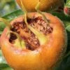 Macrocarpa Medlar 1 Macrocarpa Medlar -Garden Supplies Sales 2024 shutterstock 1182683059 1