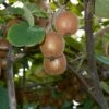 Saanichton Fuzzy Kiwi -Garden Supplies Sales 2024 shutterstock 1256467078 1