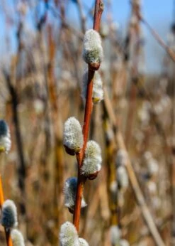 French Pussywillow