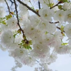 Mt. Fuji Flowering Cherry