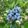 Jersey Blueberry -Garden Supplies Sales 2024 shutterstock 1419055868 2 1