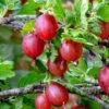 Tixia Gooseberry -Garden Supplies Sales 2024 shutterstock 1458321413 1