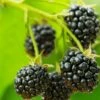 Cascade Trailing Blackberry -Garden Supplies Sales 2024 shutterstock 150412592 1