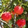 Crimson Sky™ Pomegranate -Garden Supplies Sales 2024 shutterstock 1504269788 1