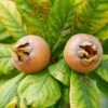 Monstrueuse De Evreinoff Medlar -Garden Supplies Sales 2024 shutterstock 1512848324 1