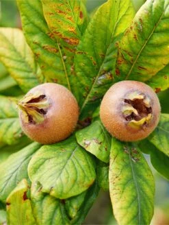 Monstrueuse De Evreinoff Medlar