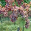 Gewurtztraminer Wine Grape