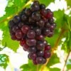 Reliance Grape -Garden Supplies Sales 2024 shutterstock 1591732633 1