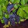 Pinot Precoce Grape -Garden Supplies Sales 2024 shutterstock 1622669122 1