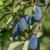 Blue Bird Honeyberry -Garden Supplies Sales 2024 shutterstock 1665935902 1