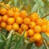 Orange Glow™ Seaberry -Garden Supplies Sales 2024 shutterstock 16919620 1