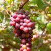 Flame Seedless Grape 2 Flame Seedless Grape -Garden Supplies Sales 2024 shutterstock 2104746380 1