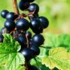 Prince Consort Black Currant -Garden Supplies Sales 2024 shutterstock 219100882 1