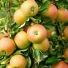 Newtown Pippin Apple -Garden Supplies Sales 2024 shutterstock 261018077 37bfb325 5ea9 40b3 a24a b3b2050d76b4 1
