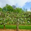 3 Tier Apple Espalier Combo Tree (3 Varieties)