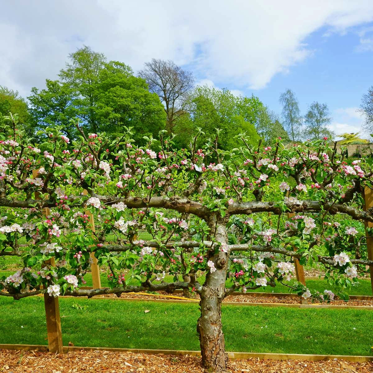 3 Tier Apple Espalier Combo Tree (3 Varieties) 3 3 Tier Apple Espalier Combo Tree (3 Varieties)