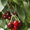 Carmine Jewel Cherry -Garden Supplies Sales 2024 shutterstock 34094560 1