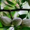 Oracle Almond™ -Garden Supplies Sales 2024 shutterstock 353378804 1
