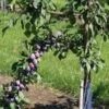 Prune D'Ente 707 European Plum -Garden Supplies Sales 2024 shutterstock 35830549 1 1