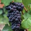 Pinot Noir #374 Grape -Garden Supplies Sales 2024 shutterstock 37195030 1