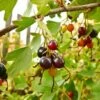 Missouri Giant Currant -Garden Supplies Sales 2024 shutterstock 408793888Optimized 1