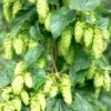 Tettnang Hops -Garden Supplies Sales 2024 shutterstock 458723932 1