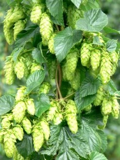 Tettnang Hops
