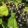 Hill's Kiev Select Black Currant -Garden Supplies Sales 2024 shutterstock 49326529 1