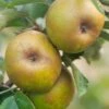 Ashmead's Kernel Apple -Garden Supplies Sales 2024 shutterstock 511724 2 1