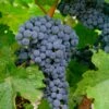Merlot Grape 2 Merlot Grape -Garden Supplies Sales 2024 shutterstock 62800459 1
