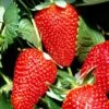 San Andreas Strawberry 1 San Andreas Strawberry -Garden Supplies Sales 2024 shutterstock 69482989 1
