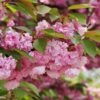 Kwanzan Flowering Cherry -Garden Supplies Sales 2024 shutterstock 70266937 kwanzan blossoms 2 1