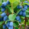 Blue Pagoda™ Honeyberry -Garden Supplies Sales 2024 shutterstock 723311164 1