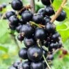 Risager Black Currant -Garden Supplies Sales 2024 shutterstock 75304882 1