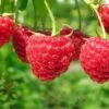 Boyne Raspberry 2 Boyne Raspberry -Garden Supplies Sales 2024 shutterstock 76606609 1