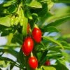 Phoenix Tears Goji Berry -Garden Supplies Sales 2024 shutterstock 87391118 1