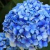 Forever Blue Hydrangea -Garden Supplies Sales 2024 shutterstock 90050737 1