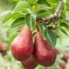 Red Clapps European Pear -Garden Supplies Sales 2024 shutterstock 97703081 1