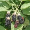 Hall's Beauty Blackberry -Garden Supplies Sales 2024 shutterstock image 1 1