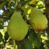 Butt European Perry Pear -Garden Supplies Sales 2024 shutterstock image 10 1