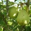 Duchesse D'Angouleme European Pear -Garden Supplies Sales 2024 shutterstock image 13 1