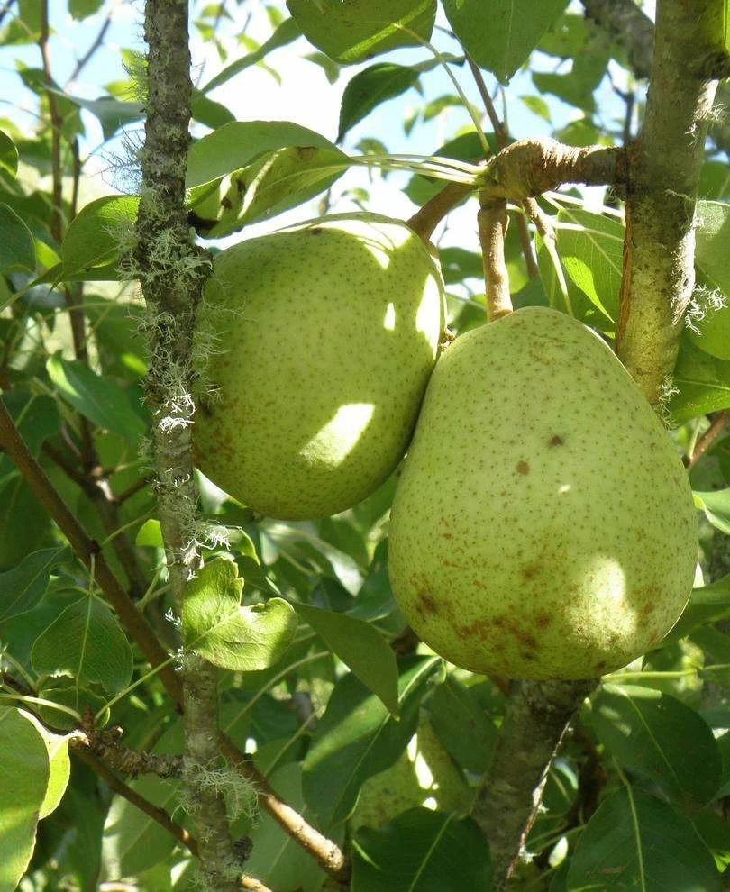 Duchesse D'Angouleme European Pear 3 Duchesse D'Angouleme European Pear
