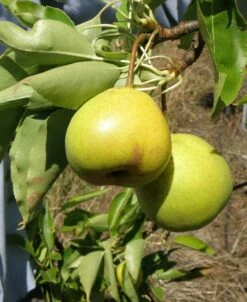 Awesome Asian Pear Bundle No. 2